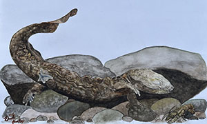 Image of Brooke Shockey's watercolor, The Mighty Vulnerable Hellbender.